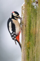 Great spotted woodpecker (Dendrocopos major) in winter with snow