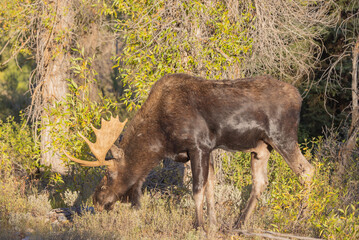 Bull shiras Moose During the Rut in Wyoming in Autumn