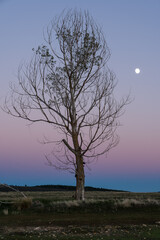 Tamaj&oacute;n lagoon, Guadalajara, Spain