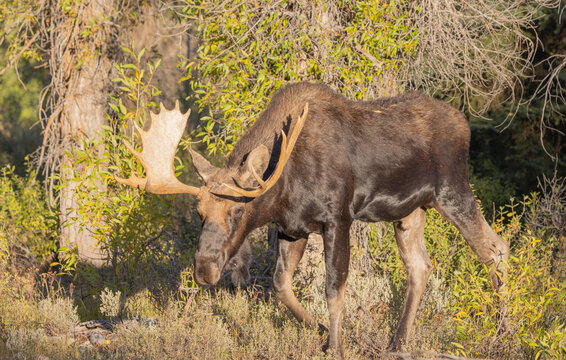 Bull shiras Moose During the Rut in Wyoming in Autumn