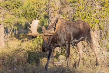 Bull shiras Moose During the Rut in Wyoming in Autumn