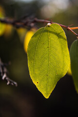 A slightly yellowed leaf on the macro. The beginning of autumn. Beautiful leaves on the background of the forest in bokeh. Sunlight penetrated through the leaf.