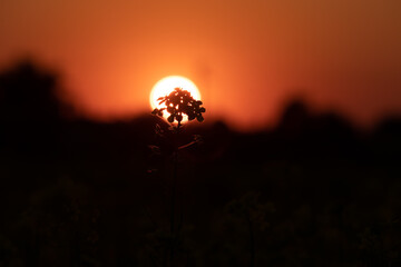 Sunset view with the mustard flower in front.