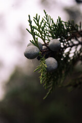 Blue cone of wild juniper in macro. Cone-berries close-up. Green coniferous forest in the mountains at sunset. Forest on the background in bokeh.