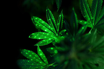 Plant of marijuana for medical use. Green lighting on the leaves