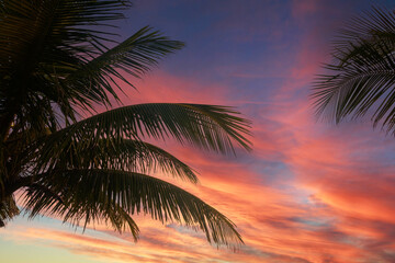 Fototapeta na wymiar Palm Trees silhouetted by a beautiful sunrise in the Philippines