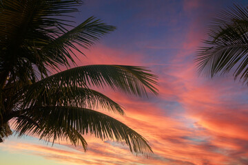 Obraz premium Palm Trees silhouetted by a beautiful sunrise in the Philippines