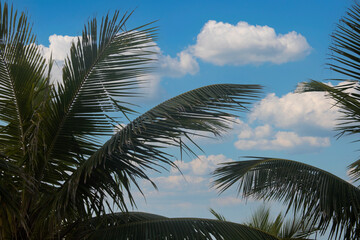 Palm Tree isolated against a beatuful sky
