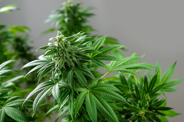 Close-up of a cannabis plant on a grey background. Bud blooming with trichomes
