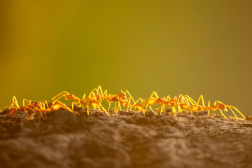 Red ants met at a point while they are collecting food.