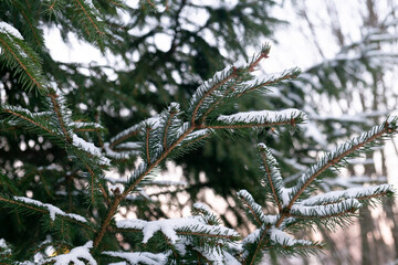 Spruce branch snow covered. Winter christmas background.