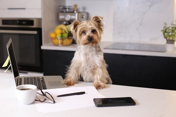 Cute dog pretending to work from the kitchen 