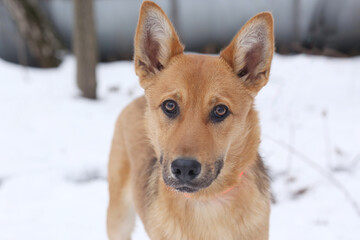 fawn dog closeup photo on snowy white background
