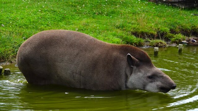 lowland tapir (tapirus terrestris) entering in the water