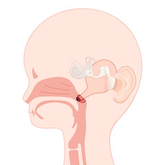 子どもの耳管と肥大したアデノイドのイラスト_矢状断