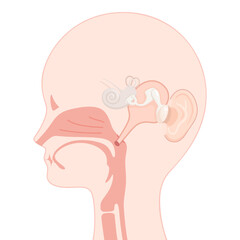 大人の耳管のイラスト_矢状断
