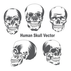 Human Skull Vector Design
