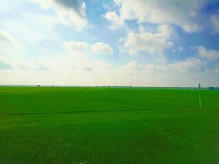 green field and blue sky