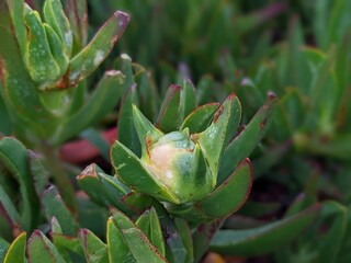 close up of flower, pink purple ice plant, carpobrotus acinaciformis, elands sourfig, elandssuurvy, Sally-my-handsome, succulent perennial, coastal plant, stone plants