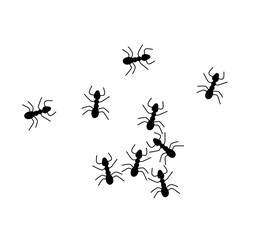 Vector isolated lots of simple minimal little black ants top view colorless black and white contour line easy drawing - obrazy, fototapety, plakaty
