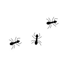 Vector isolated three simple minimal little black ants top view colorless black and white contour line easy drawing - obrazy, fototapety, plakaty