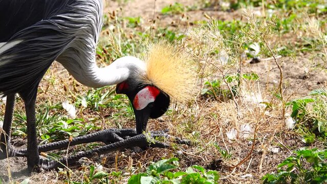 grey crowned crane sit on two legs and looking for food. close-up portrait