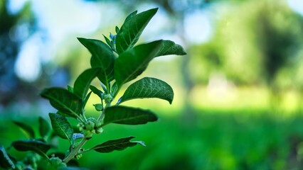 Withania somnifera plant known as Ashwagandha.