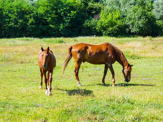 Obraz premium horse and foal