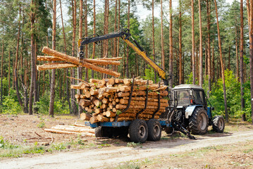 Harvester working in a forest. Harvest of timber. Firewood as a renewable energy source. forestry