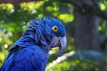 A beautiful vivid blue Hyacinth Macaw with blurry green forest in the backdrop