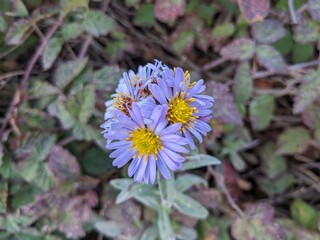 closeup of purple tatarian aster plant