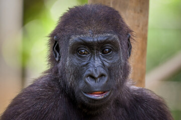 Western Lowland Gorilla (Gorilla gorilla gorilla)