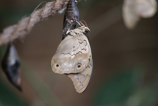 Schattig-blaue-Blattfalter - Shaded-blue leafwing