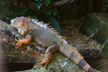 Orange Brown Colored Green Iguana Found at Iguazu Falls National Park, Foz do Iguacu, Brazil, South America