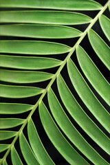 a vertical picture of a green leaf