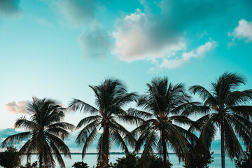 Fototapeta na wymiar palms tropical key Biscayne Florida