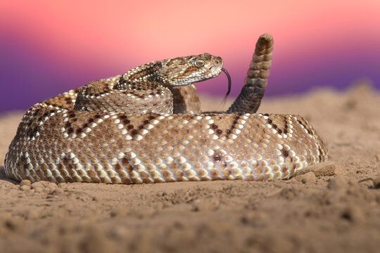 Crotalus Rosa Crotalus bilder – Bläddra bland 1,965 stockfoton, vektorer och videor ...