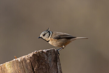 A Crested tit (Lophophanes cristatus) perching on a tree stump.