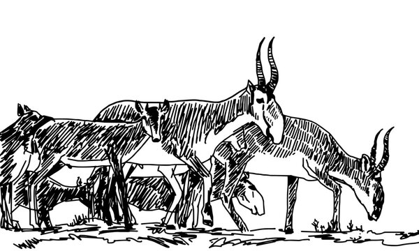 Sketch herd of saigas ink pencil drawing. educational vector illustration