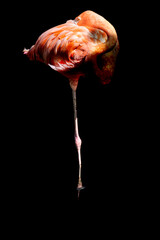 pink flamingo  © Michael