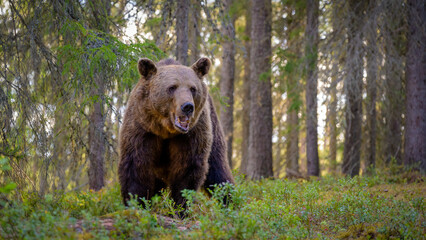 Obraz na płótnie Canvas European brown bear (Ursus arctos)in forest in summer..