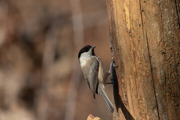 A Marsh tit (Poecile palustris) clinging to a tree trunk.