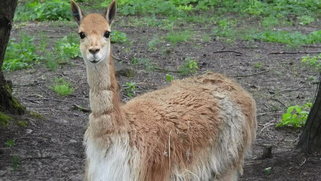 vicuna (lama vicugna) portrait close up