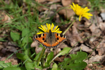 A Small tortoise shell (Aglais urticae) butterfly on a yellow flower.