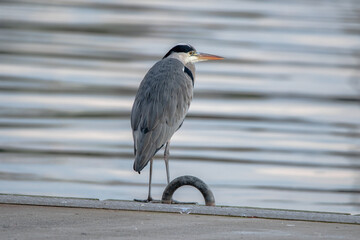 heron on the pier