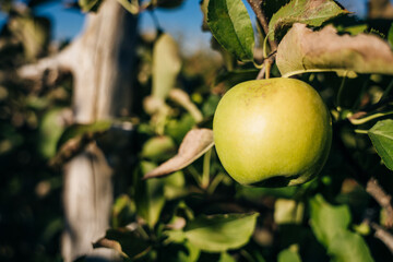 Green apples in an apple plantation in Massachusetts, USA