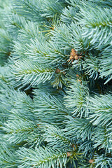 Naklejka na ściany i meble Fresh blue-green branches of blue spruce or Picea pungens close-up. Plant background.