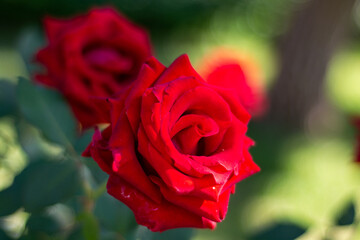 red rose in garden