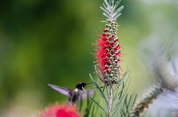 humming-bird in flower