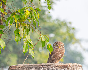 A Spotted owl resting on a wall
